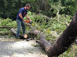 Reliable Milford, DE  Tree Services Solutions