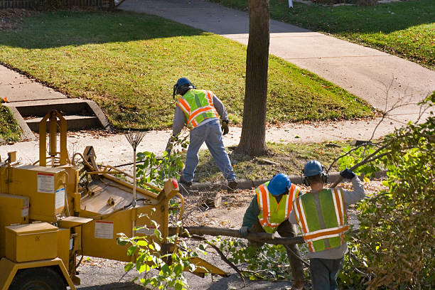 Why Choose Our Tree Removal Services in Milford, DE?